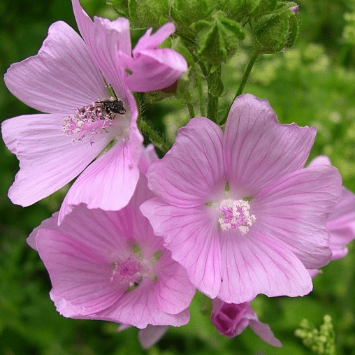 Kaasjeskruid roze - Malva moschata