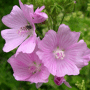 Kaasjeskruid roze - Malva moschata