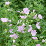 Kaasjeskruid roze - Malva moschata in bloei in de tuin