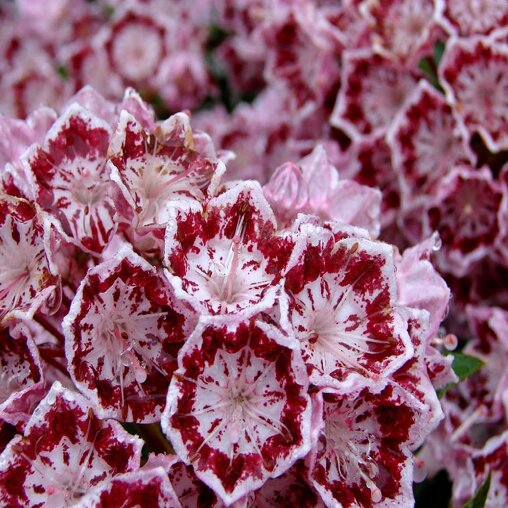 Kalmia latifolia 'Bandeau'