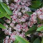 Kalmia latifolia 'Bandeau'