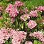 Kalmia latifolia 'Ginkona'