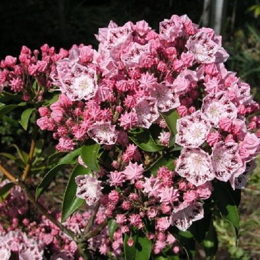 Kalmia latifolia 'Ginkona'