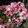 Kalmia latifolia 'Ginkona'