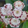 Kalmia latifolia 'Ginkona'