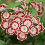 Kalmia latifolia 'Sterntaler'