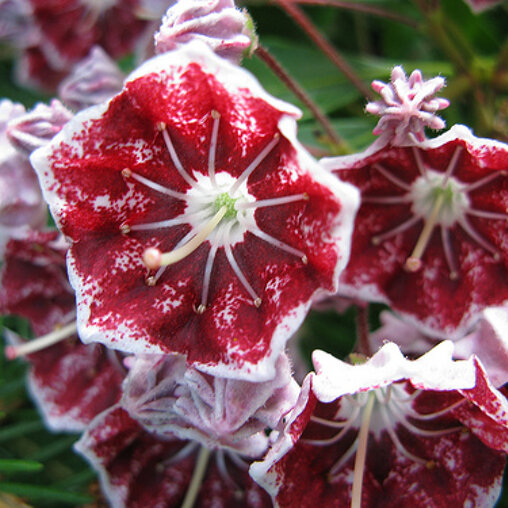 Kalmia latifolia 'Pinwheel'