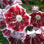Kalmia latifolia 'Pinwheel'