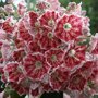 Kalmia latifolia 'Pinwheel'