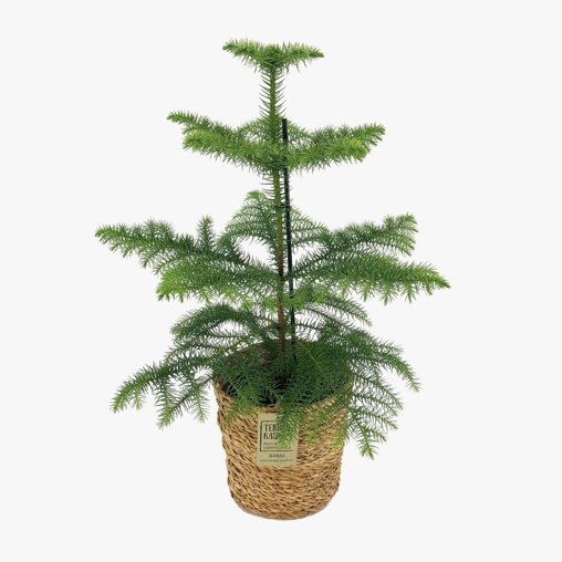 Kamerden inclusief mand