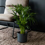 Kamerpalm in woonkamer