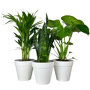 Kamerplanten set Urban Jungle inclusief potten
