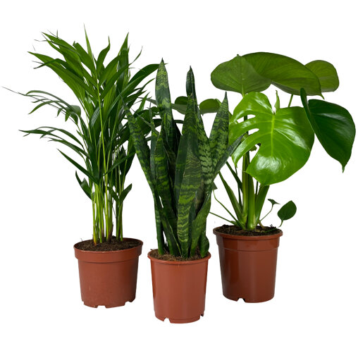 Kamerplanten set Urban Jungle