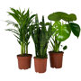 Kamerplanten set Urban Jungle