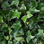 Hedera helix 'Glacier' blad