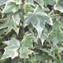 Hedera helix 'White Ripple' blad