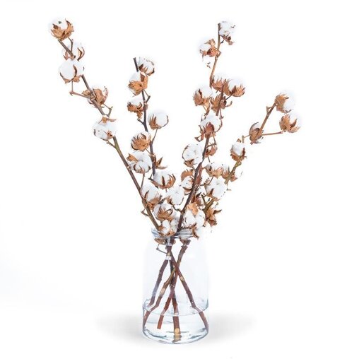 Katoenbollen 5 takken