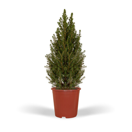 Kerstboom 80 cm