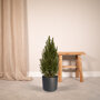 Kerstboom 80 cm