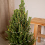 Kerstboom 80 cm