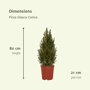 Kerstboom 80 cm