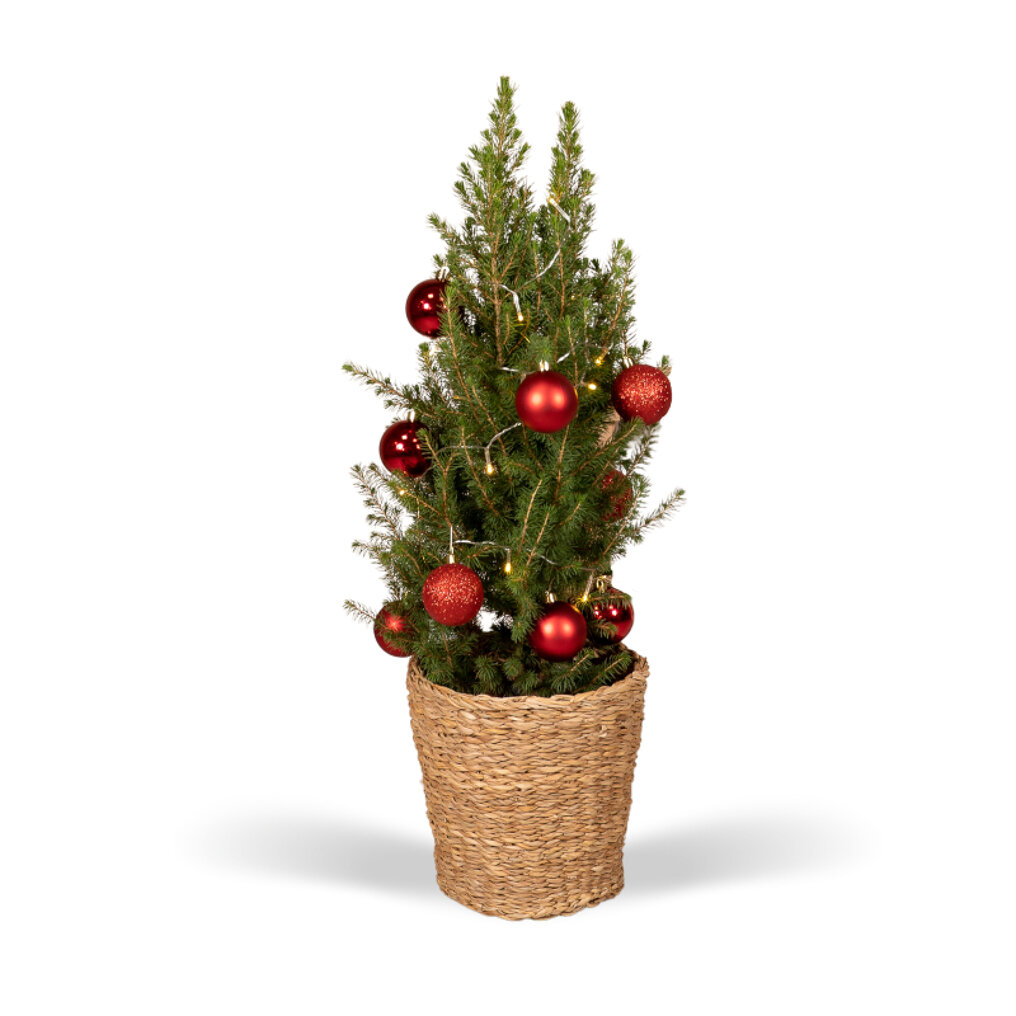 heel veel Onverenigbaar Puur Kerstboom 80 cm inclusief rode versiering kopen? Tuincentrum.be bezorgt ✓  Snel in huis ✓ Advies voor en na aankoop