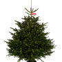 Nordmann kerstboom