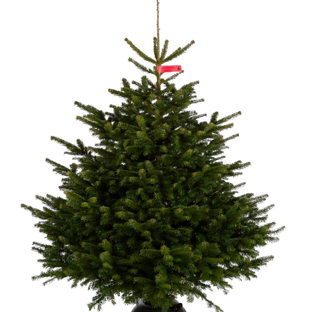 Pidgin Vergelijkbaar Achternaam Nordmann kerstboom deluxe geïmpregneerd kopen? Tuincentrum.nl bezorgt ✓  Snel in huis ✓ Advies voor en na aankoop