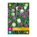 Kievitsbloem bollen Mix (XXL zak 30 stuks)