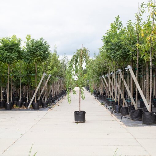 Japanse treur sierkers stamhoogte 200 cm