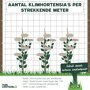 Klimhortensia per strekkende meter