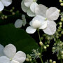 Hydrangea anomala 'Petiolaris'