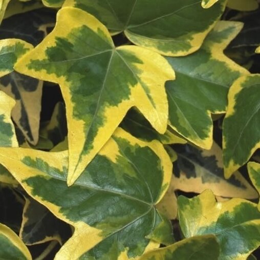 Hedera helix 'Goldchild'