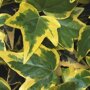 Hedera helix 'Goldchild'