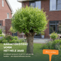 Knotwilg Salix alba 'Knot'
