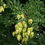 Chinese vernisboom (Koelreuteria paniculata)