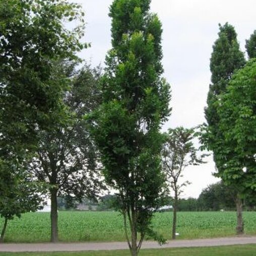 Chinese vernisboom (Koelreuteria paniculata 'Fastigiata')