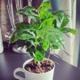 Coffea arabica (koffieplant)