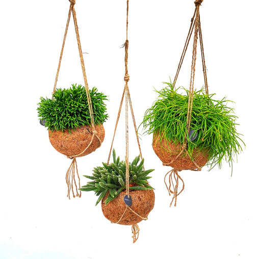 Kokodama Rhipsalis set voorbeeld