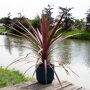 Koolpalm rood in elho pot