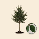Krentenboom 'Robin Hill'