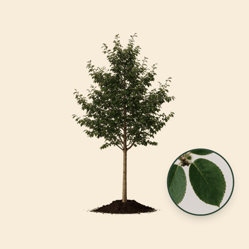 Krentenboom 'Robin Hill'