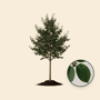 Krentenboom 'Robin Hill'