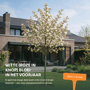 Krentenboom 'Robin Hill'