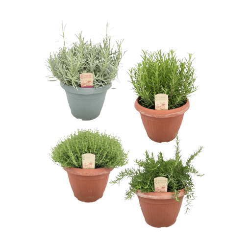 Kruiden mix in XXL potten