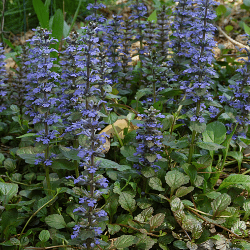 Kruipend zenegroen in de tuin