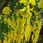 Laburnum watereri ‘Vossii’ - blad