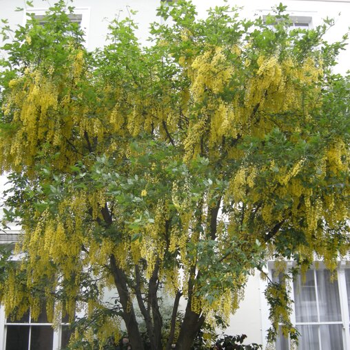 Laburnum watereri ‘Vossii’