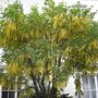Laburnum watereri ‘Vossii’