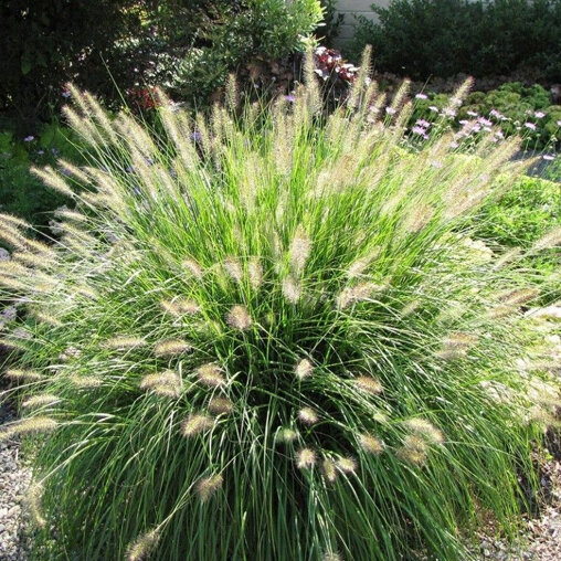 Pennisetum alopecuroides 'Hameln' - Lampenpoetsersgras